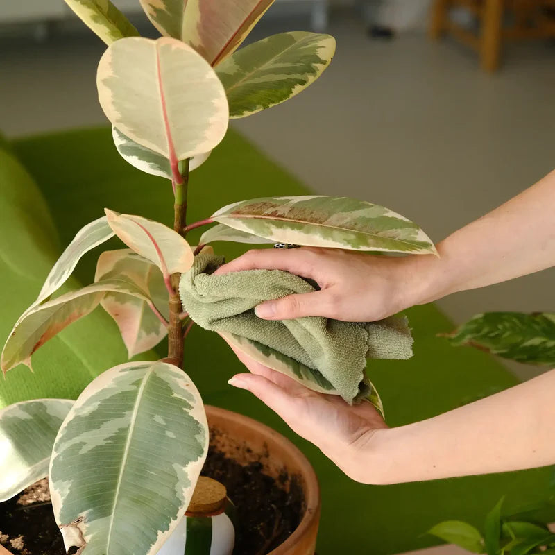 Plantcare routine | Pepin.