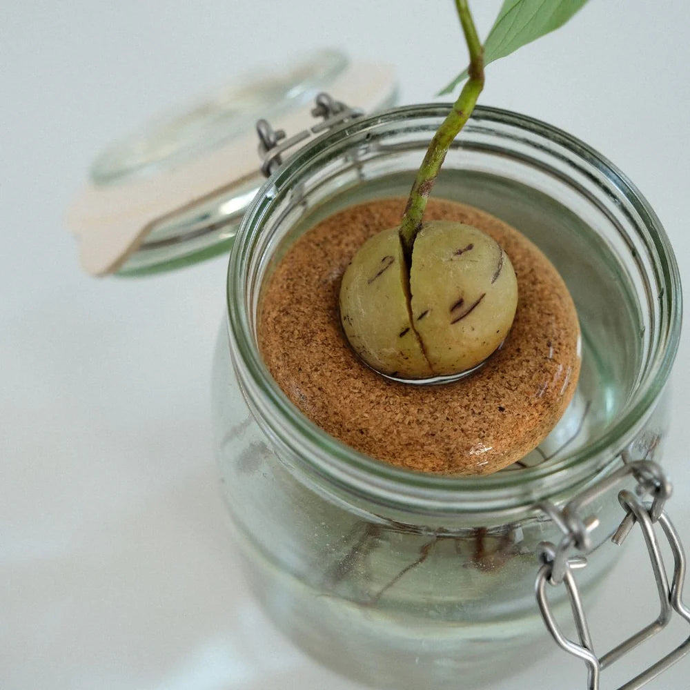 Avocado Ring - Justine Jossart | Pepin