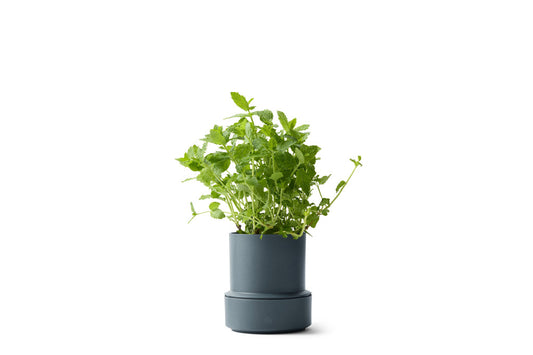 Self-Watering Pot - Blueberry | Brainstream