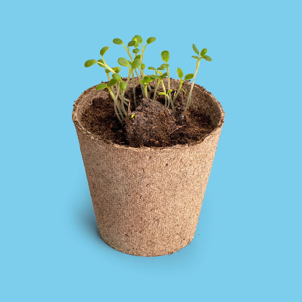 Save the bees – Pollinator flower growing kit | Resetea