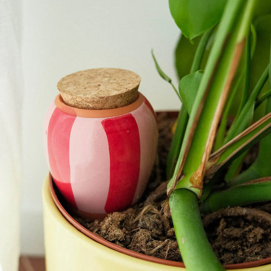 Hydrating Olla - Pink and Red Stripes | Pepin.