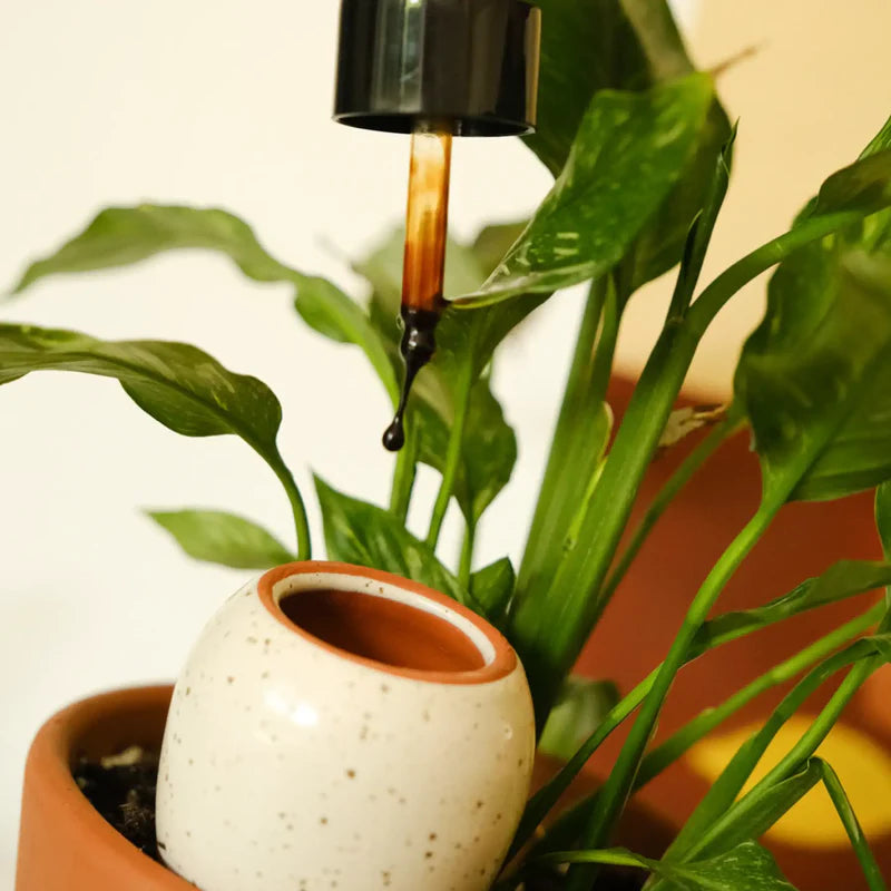 Plantcare routine | Pepin.