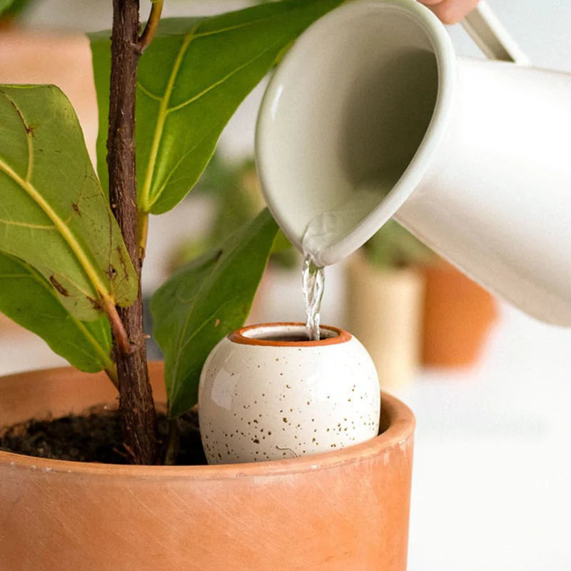Plantcare routine | Pepin.