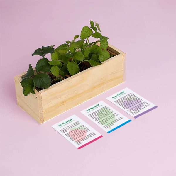 Desserts Growing Kit - aardbei, braambes, aalbes | Resetea - de inKijk