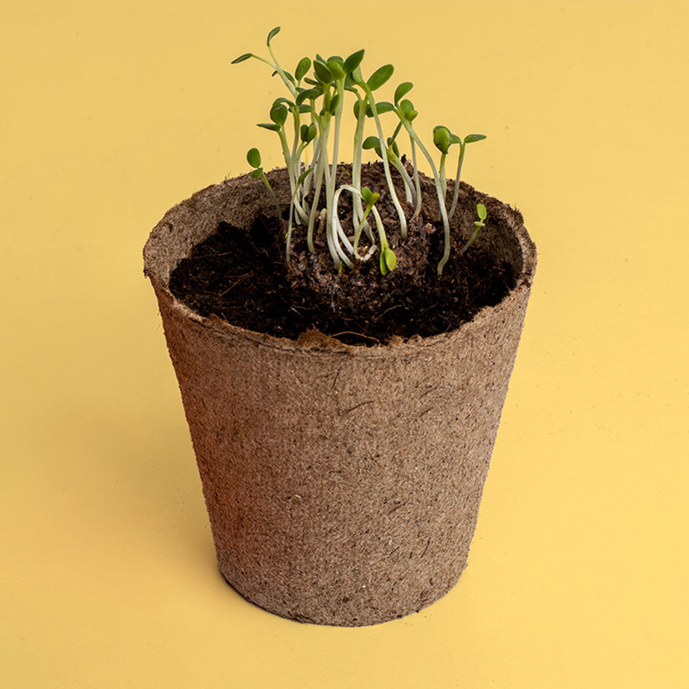 Urban Flowers – Yellow - Growing kit | Resetea
