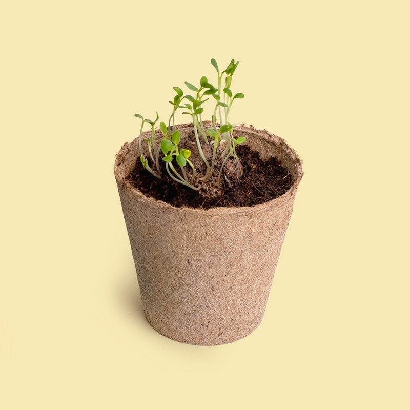 Make a Wish Growing Kit | Resetea