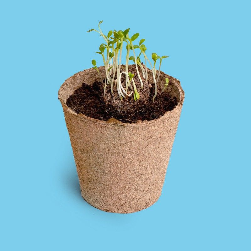 Forget me not Growing Kit | Resetea