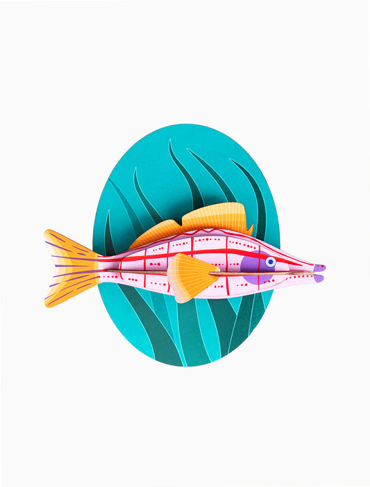 Longnose Hawkfish | Studio Roof - de inKijk