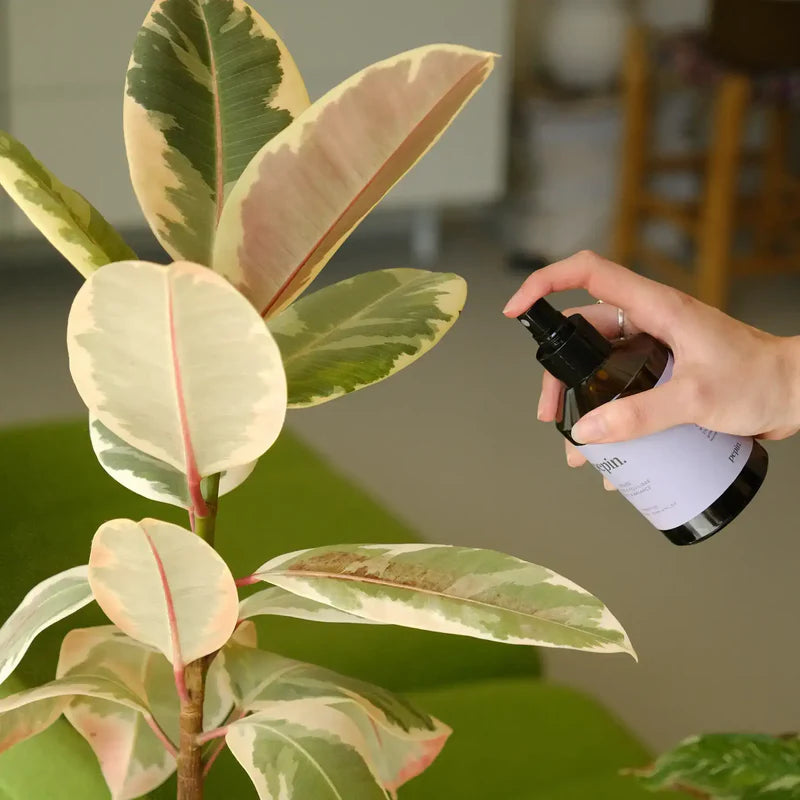 Plantcare routine | Pepin.