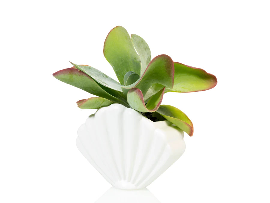 Schelp planter - wit - large | Bitten design