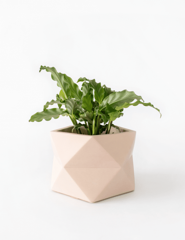 Palua planter - Ø8,5cm - millennial pink | House Raccoon - de inKijk