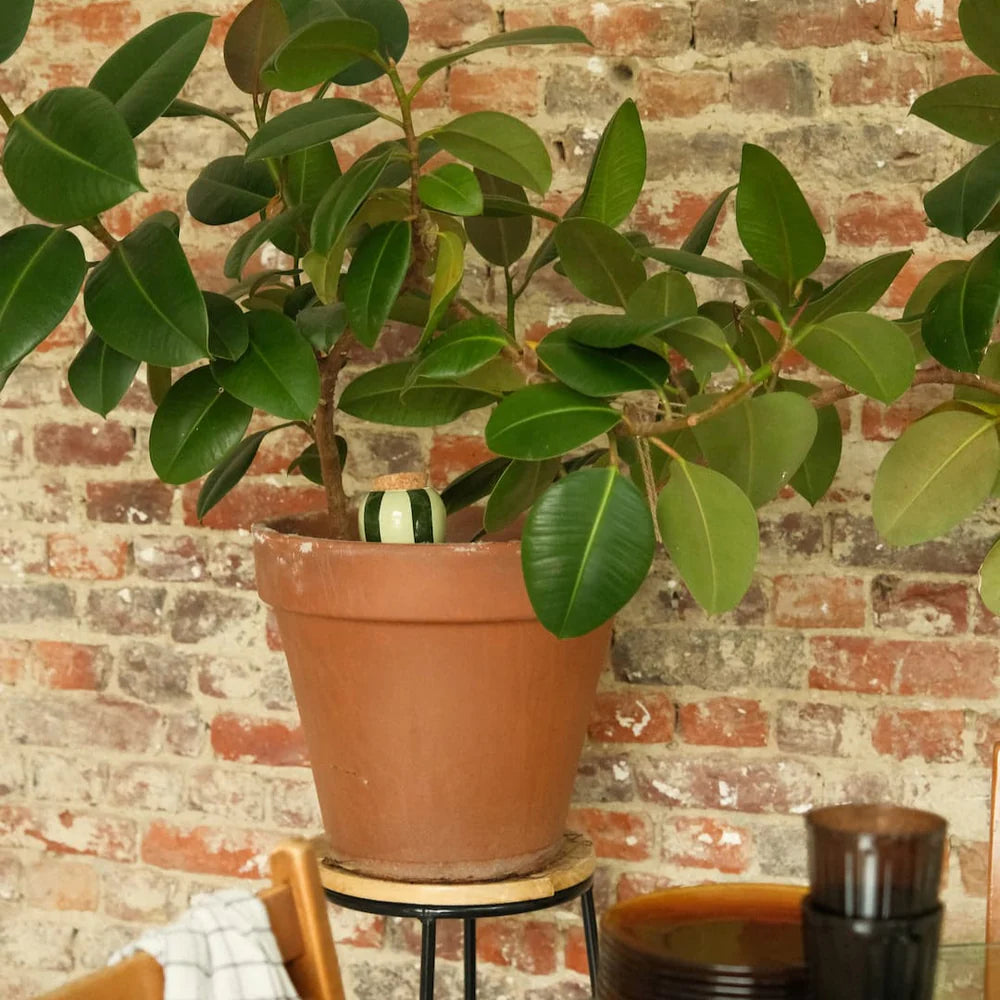 Hydrating Olla - Green and Green Stripes | Pepin.