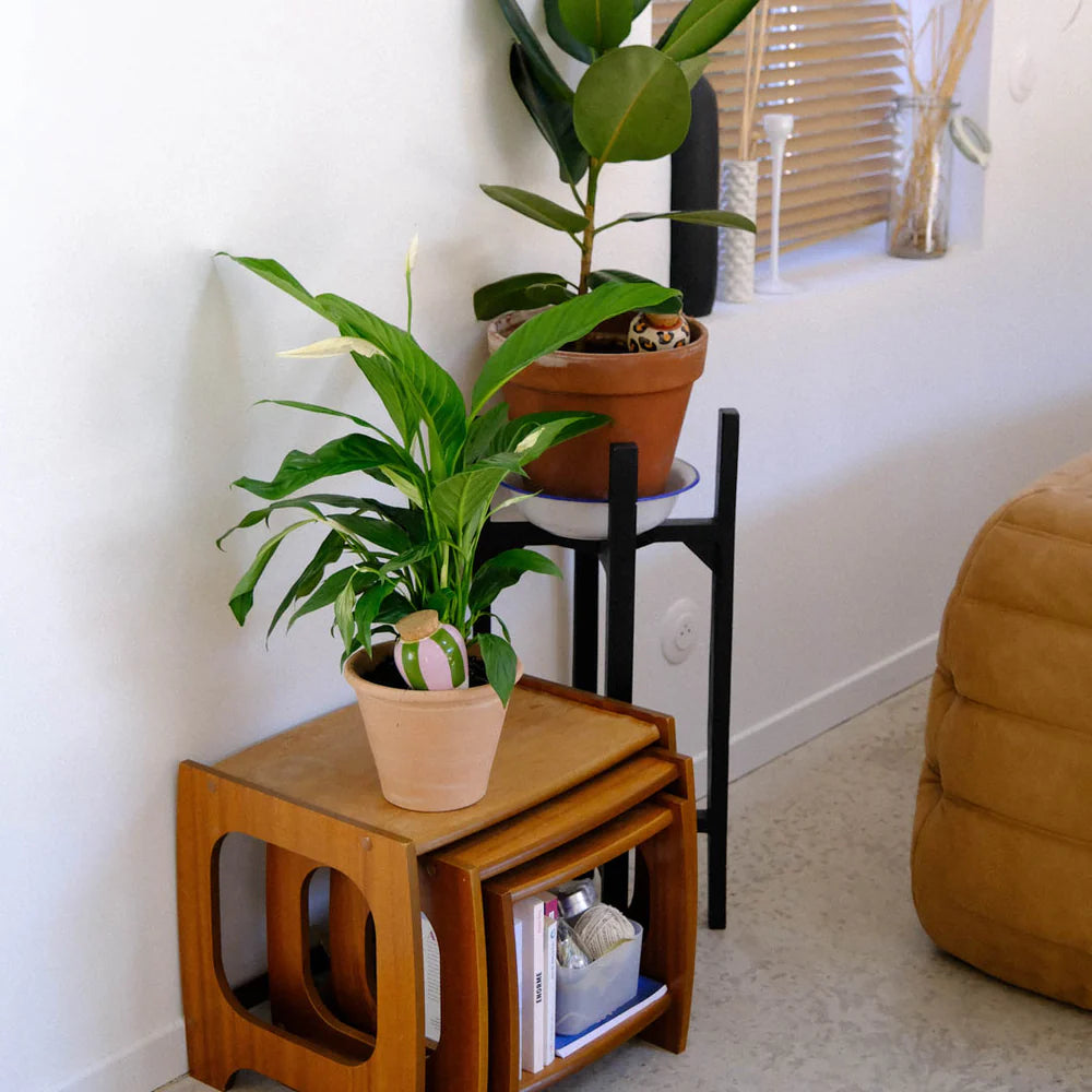 Hydrating Olla - Green and Lila striped | Pepin