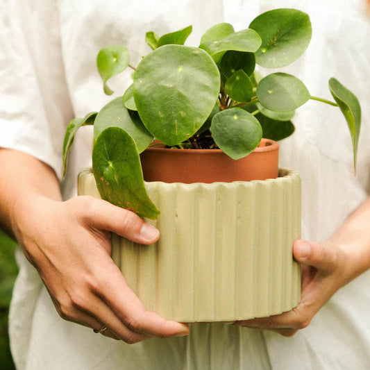 Paula self-watering pot - Sage Green | Pepin