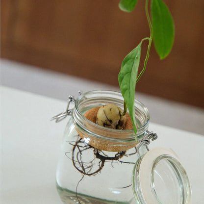 Avocado Ring - Justine Jossart | Pepin