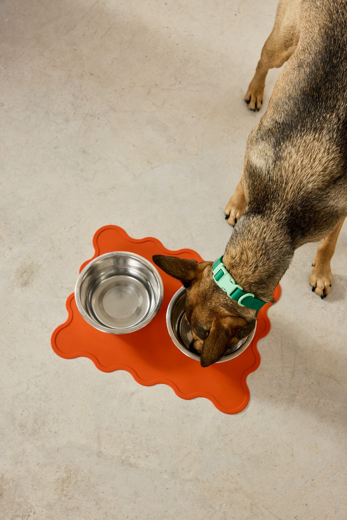 The Fritz Collar - Liberty Green - S/M/L | Approved by Fritz