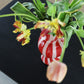 Vase rhombic - red | &Klevering - de inKijk