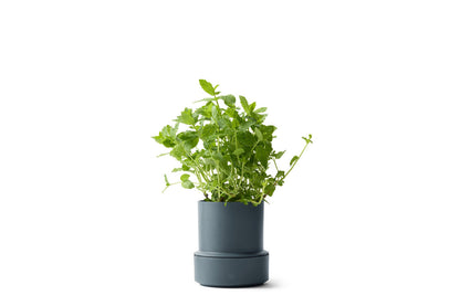 Self-Watering Pot - Blueberry | Brainstream