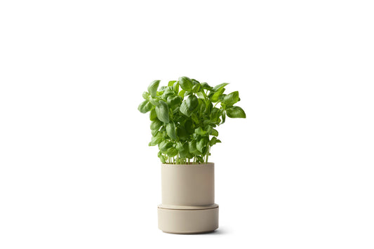 Self-Watering Pot - Cumin | Brainstream