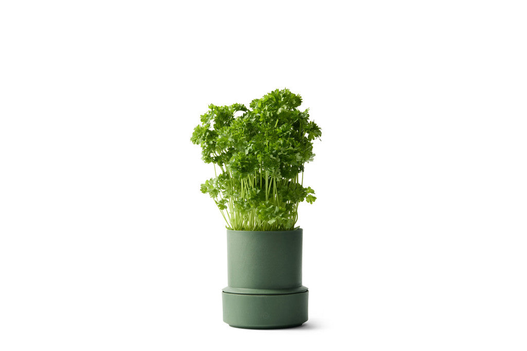 Self-Watering Pot - Parsley | Brainstream