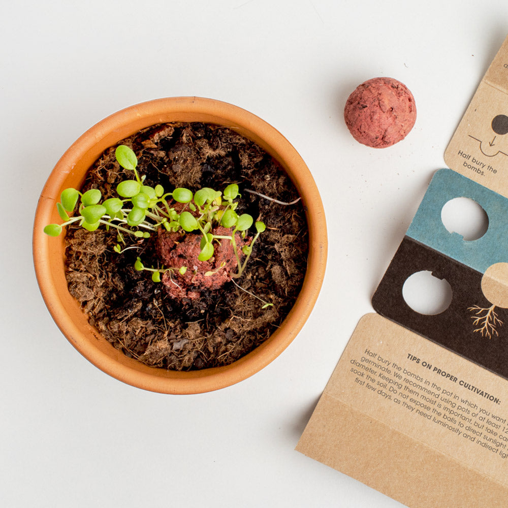 Biodiversity Bombs | Resetea