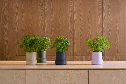 Self-Watering Pot - Blueberry | Brainstream