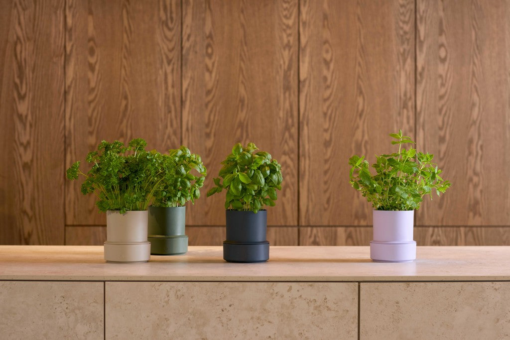 Self-Watering Pot - Parsley | Brainstream