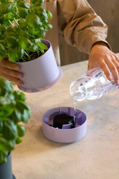 Self-Watering Pot - Blueberry | Brainstream