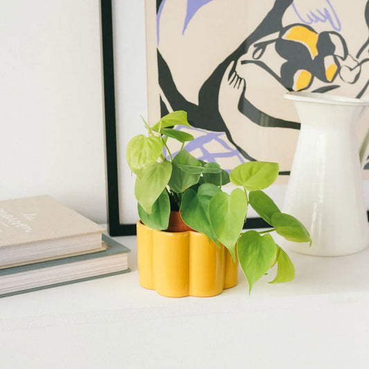 Paula self-watering pot - Mustard | Pepin.