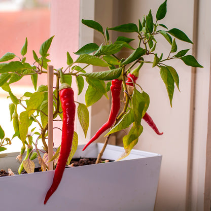 Danger! – Hot peppers growing kit | Resetea