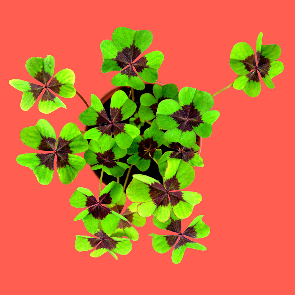 Good luck – Four-leaf clover growing kit | Resetea