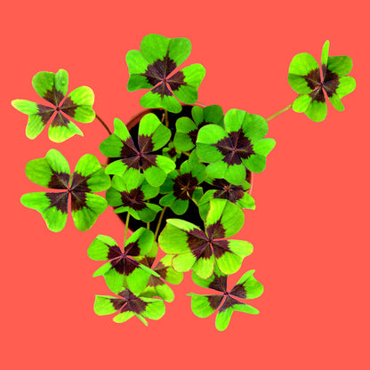 Good luck – Four-leaf clover growing kit | Resetea
