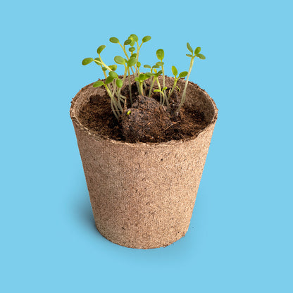 Save the bees – Pollinator flower growing kit | Resetea