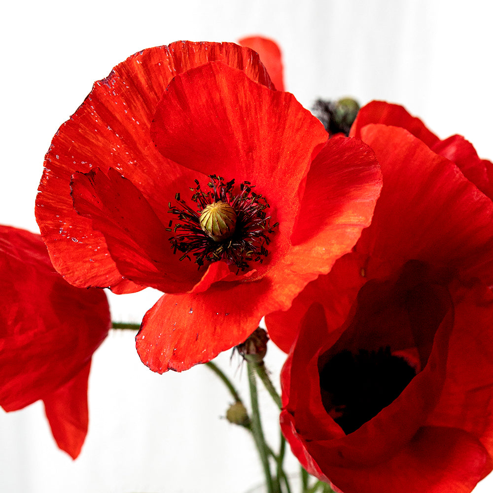 Plant and discover: The parts of a flower - Growing kit | Resetea