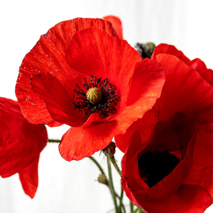 Plant and discover: The parts of a flower - Growing kit | Resetea