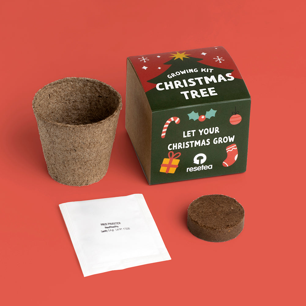 Christmas Tree Growing Kit | Resetea