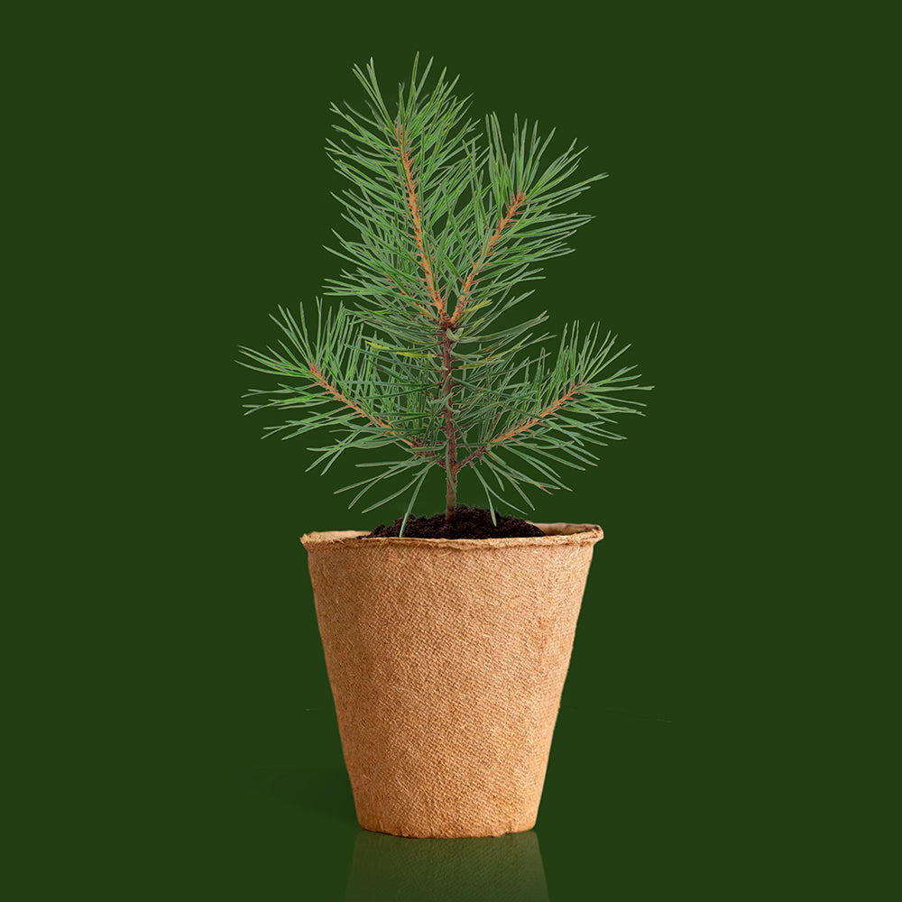 Christmas Tree Growing Kit | Resetea