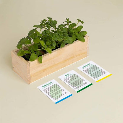 Mojito Growing Kit - pepermunt, basilicum, groene munt | Resetea - de inKijk