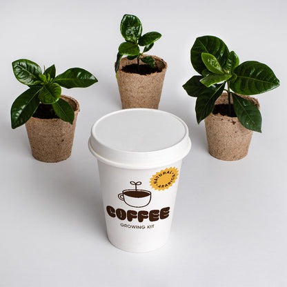 Coffee growing kit  | Resetea