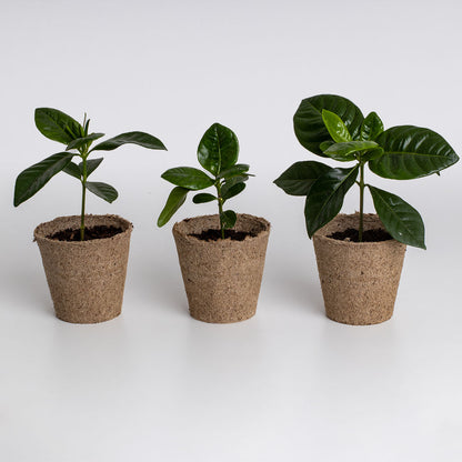 Coffee growing kit  | Resetea