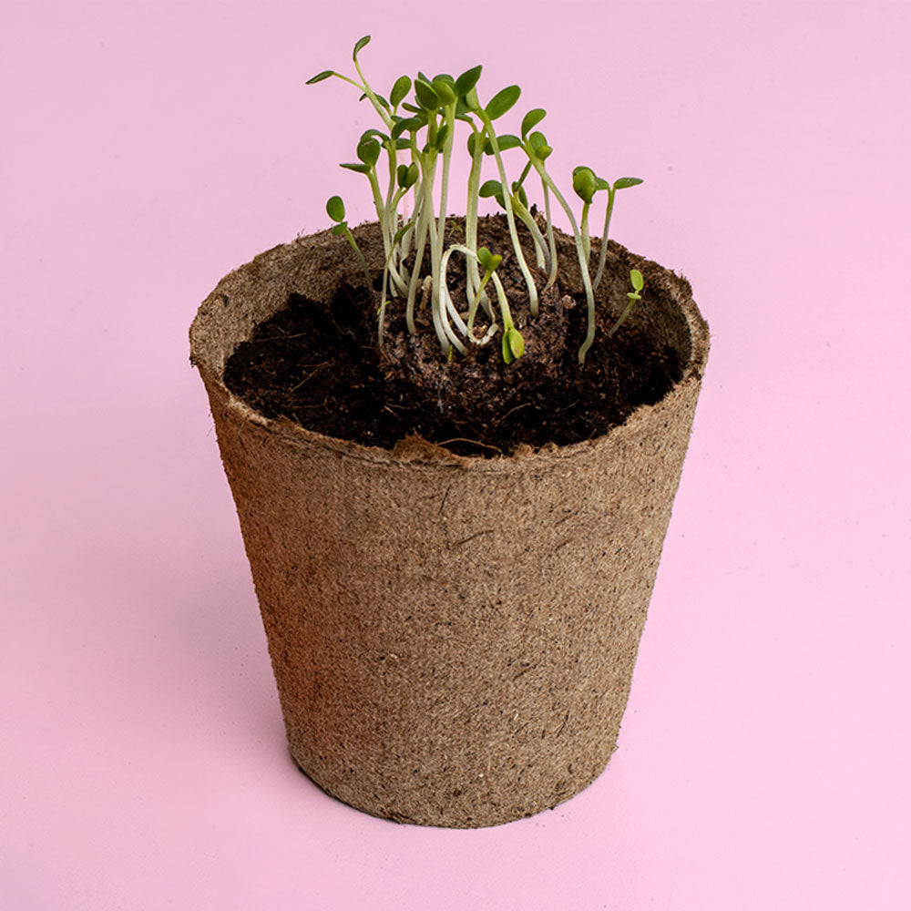 Urban Flowers – Blue - Growing kit | Resetea