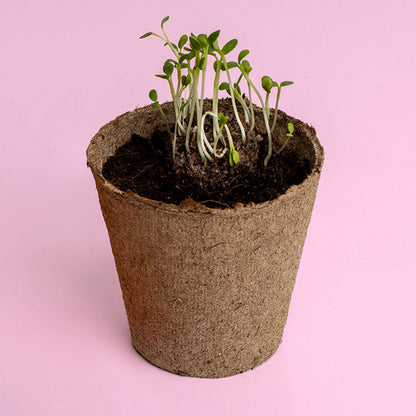 Urban Flowers – Blue - Growing kit | Resetea