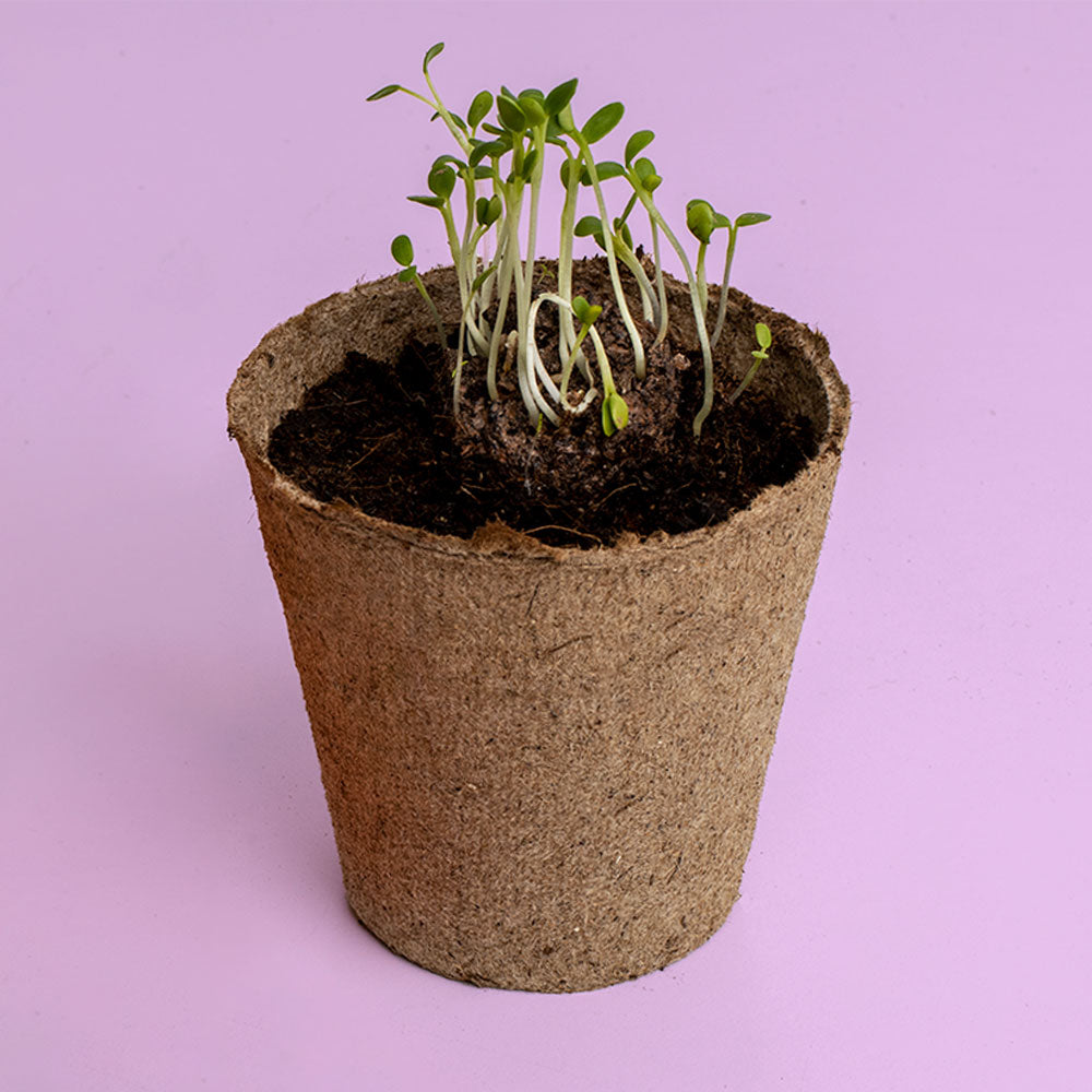 Urban Flowers – Orange - Growing kit | Resetea