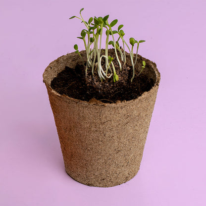 Urban Flowers – Orange - Growing kit | Resetea