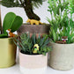 Adorable dogs voor plantenpot - set v. 4 | Gift Republic