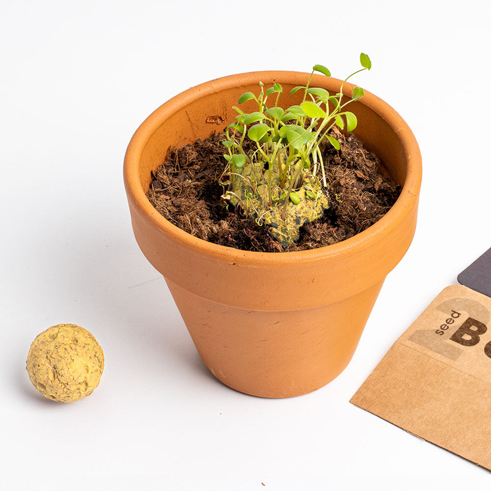 Biodiversity Bombs | Resetea