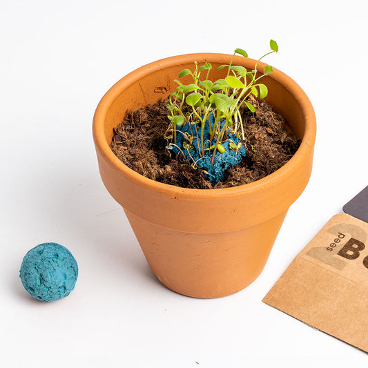 Biodiversity Bombs | Resetea