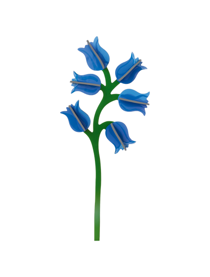 Campanula - everlasting flower | Studio Roof