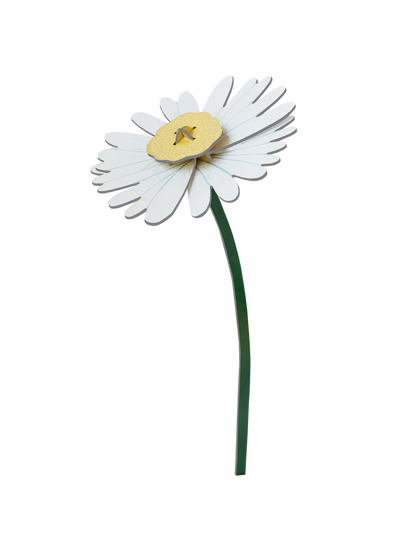 Daisy - everlasting flower | Studio Roof