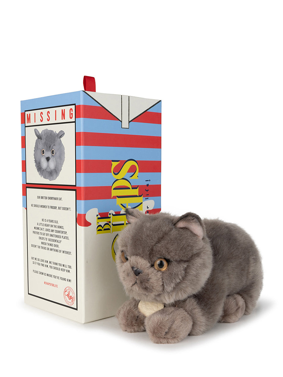Freddy the british shorthair in giftbox | B.T.Chaps